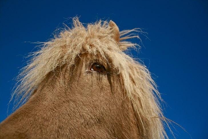 Islænder Kiljan - Kiljan har smukke rav-farvede øjne billede 9