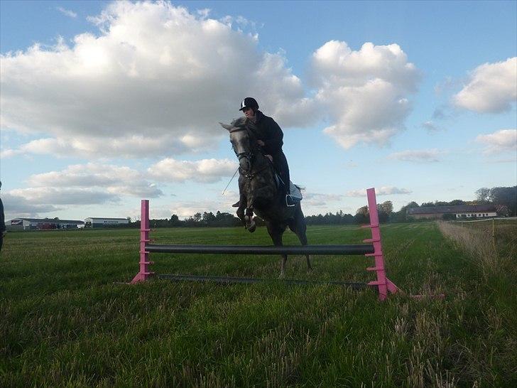 Arabisk fuldblod (OX) Cassie OX billede 15