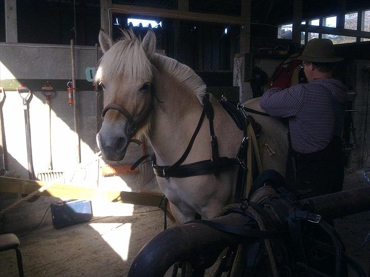 Fjordhest Jydegårdens Luna - så skal vi prøve selen billede 8