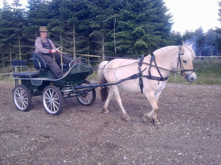 Fjordhest Jydegårdens Luna - første gang for vogn hos os billede 9
