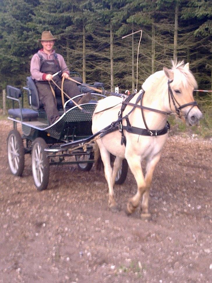 Fjordhest Jydegårdens Luna billede 10