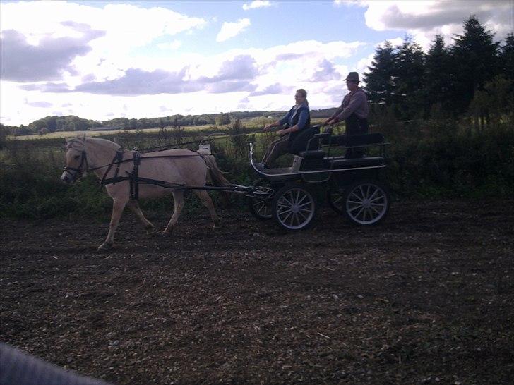 Fjordhest Jydegårdens Luna billede 11
