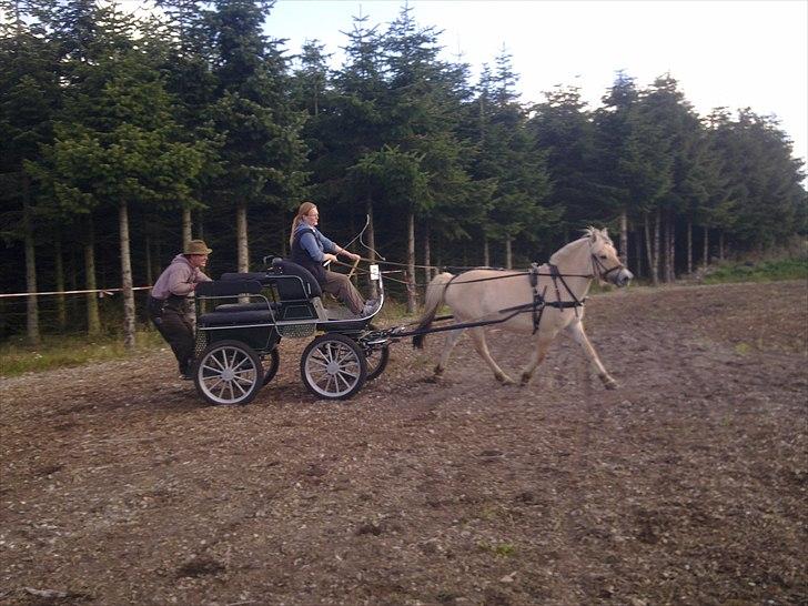 Fjordhest Jydegårdens Luna - så gir vi den gas billede 12