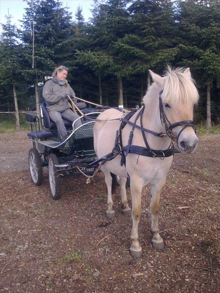 Fjordhest Jydegårdens Luna billede 13
