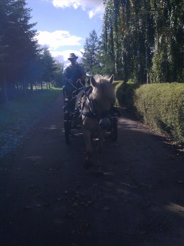 Fjordhest Jydegårdens Luna - Første tur på vejen  billede 14