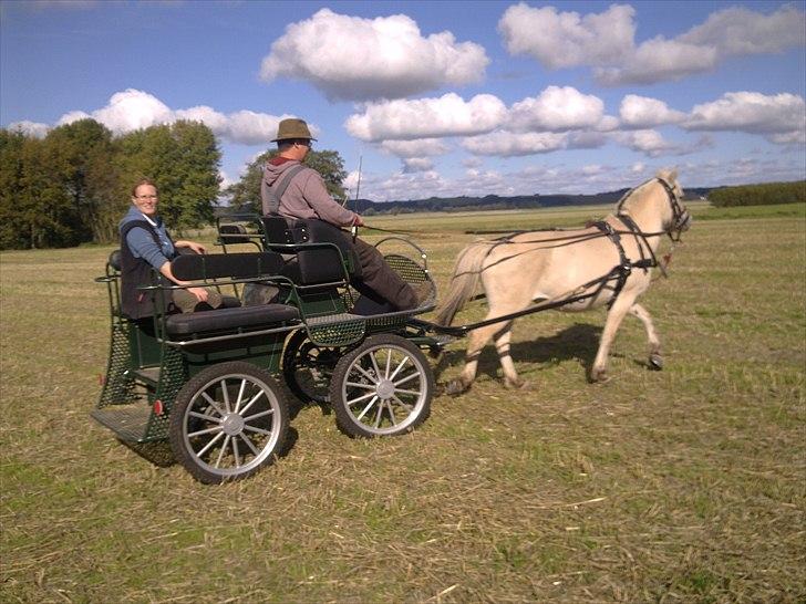 Fjordhest Jydegårdens Luna billede 15