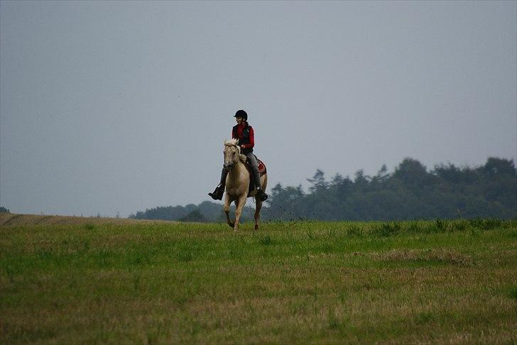 Quarter : RF Frank Olena | ~ Min Klumpe Dumpe ~ - Mig og Pallas i en jordegalop ud over stubmarken, - Er du sindsyg den lille hyp kan løbe!! :-) sep 2010 billede 9