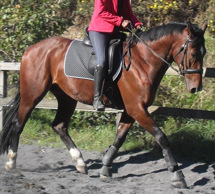 Oldenborg Safians Contrazt billede 4