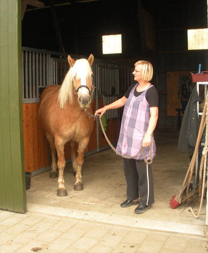 Haflinger Til minde om Sille - Nr. 16 Mor og hendes hest billede 16