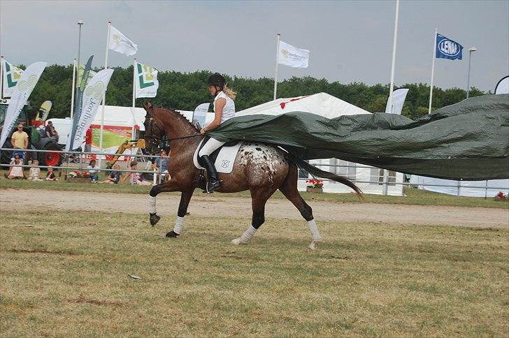 Knabstrupper Nørgårds Xaxo - Landsskuet 2010 billede 13
