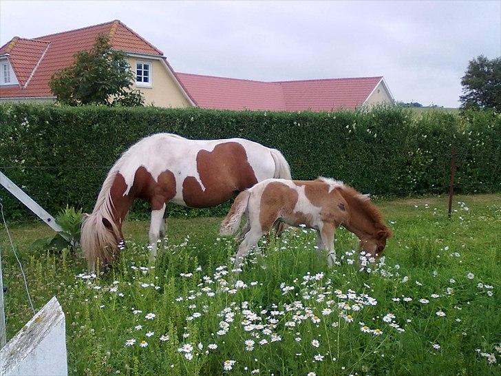 Islænder Fina - Fina´s føl Litla Tigla billede 11
