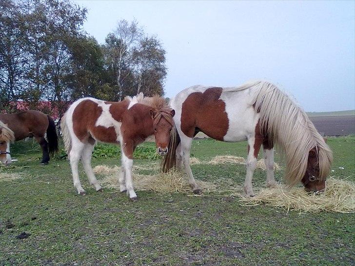 Islænder Fina billede 12
