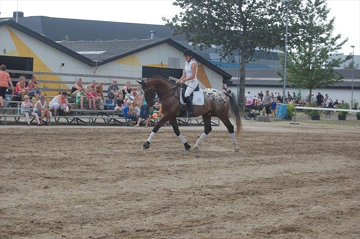 Knabstrupper Nørgårds Xaxo - Landsskue 2010 billede 14