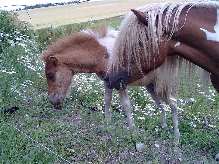 Islænder Fina billede 13