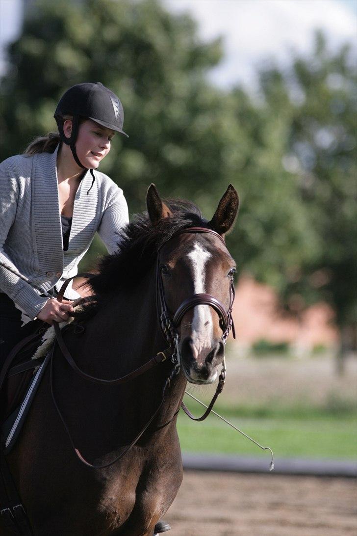 Anden særlig race Chantelle - Foto: Malene Markmann  billede 2