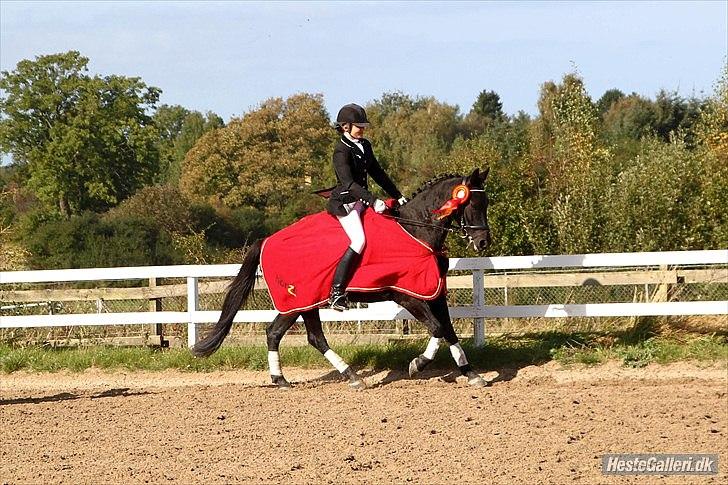 Anden særlig race Whesley - Serjrsrunde. Billede er taget af: .:Malene & Lesly:. < 3  billede 12