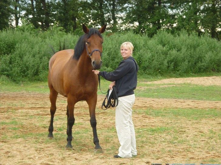 Dansk Varmblod  gørklintgårds oliena billede 2