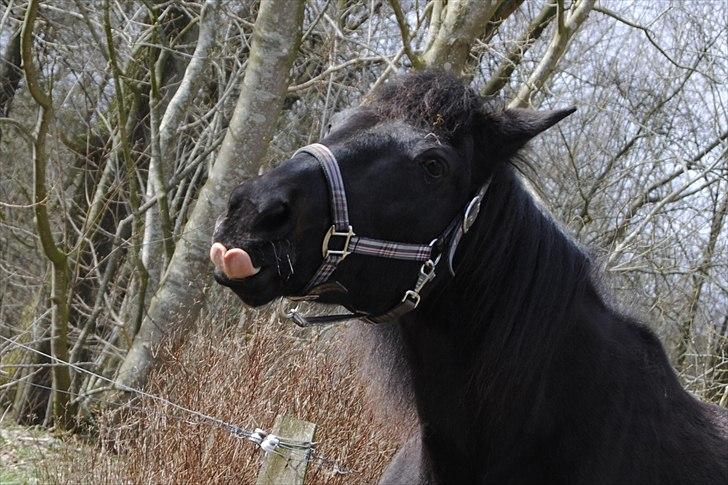 Traver Blackie - #6- [foto-Linda] billede 6