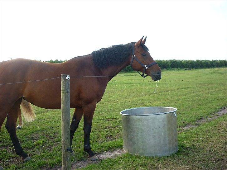 Dansk Varmblod  gørklintgårds oliena billede 4