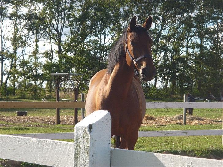 Dansk Varmblod  gørklintgårds oliena billede 5