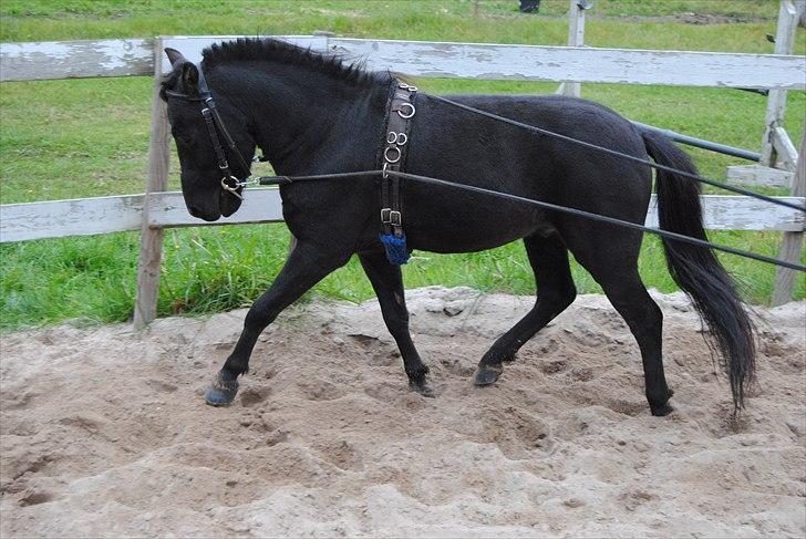 Amerikansk Miniature Germels Timothy - Min lille dressur hest :D....(Tanja Karstensen) billede 16