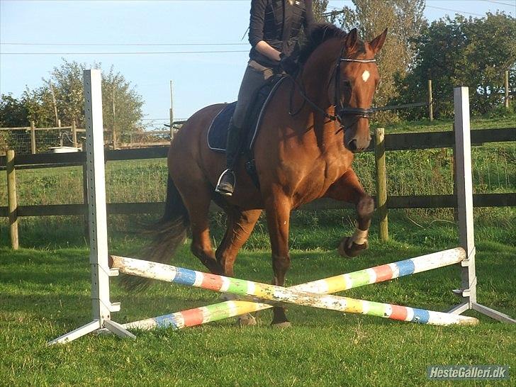 Anden særlig race Molino - Fedtmule - 2010 billede 6