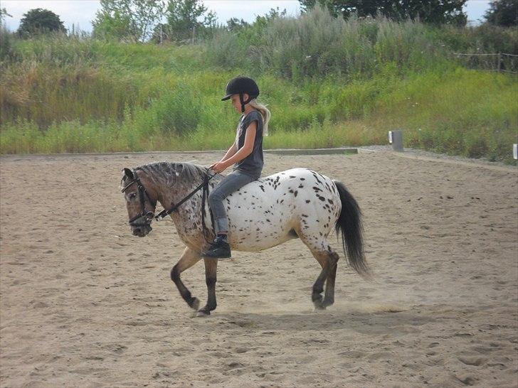 Appaloosa Pippi [Drømmeponyen] - Lidt dressur :) billede 10