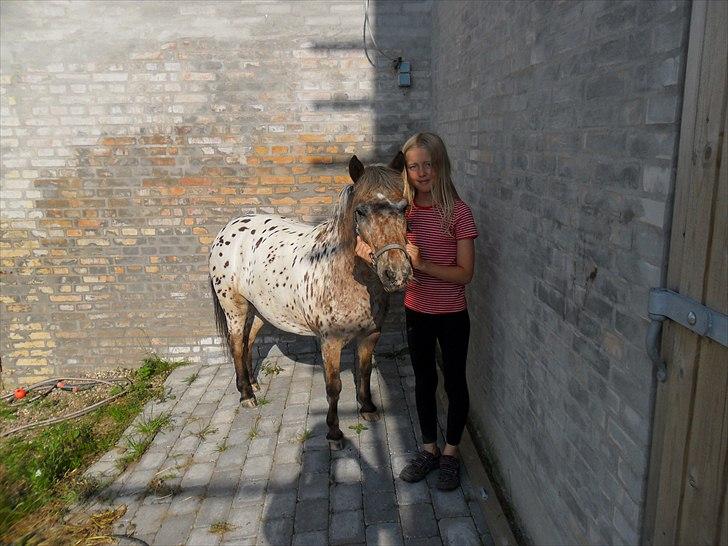 Appaloosa Pippi [Drømmeponyen] - Elsker diq Pippi<3 :* billede 11