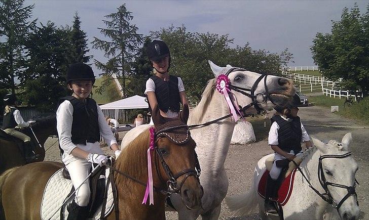 Connemara nokke min solmate - det eller første stævne på ham billede 2