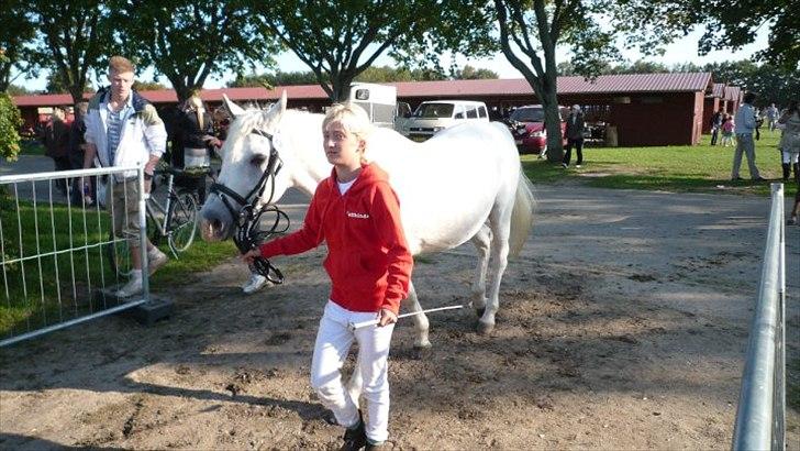 Connemara nokke min solmate - på vej ind i den store ring med ham billede 3