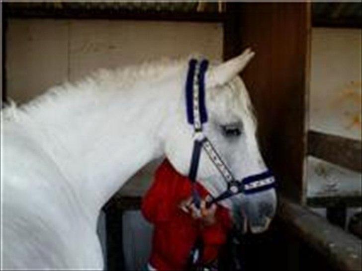 Connemara nokke min solmate - lige inden vi skulle ind på storehestedag billede 4