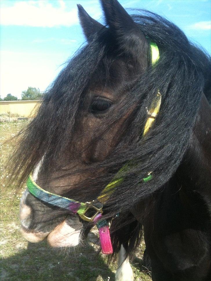 Tinker Lille Per ( gamlePart) - Velkommen til Lille Per´s profil billede 1