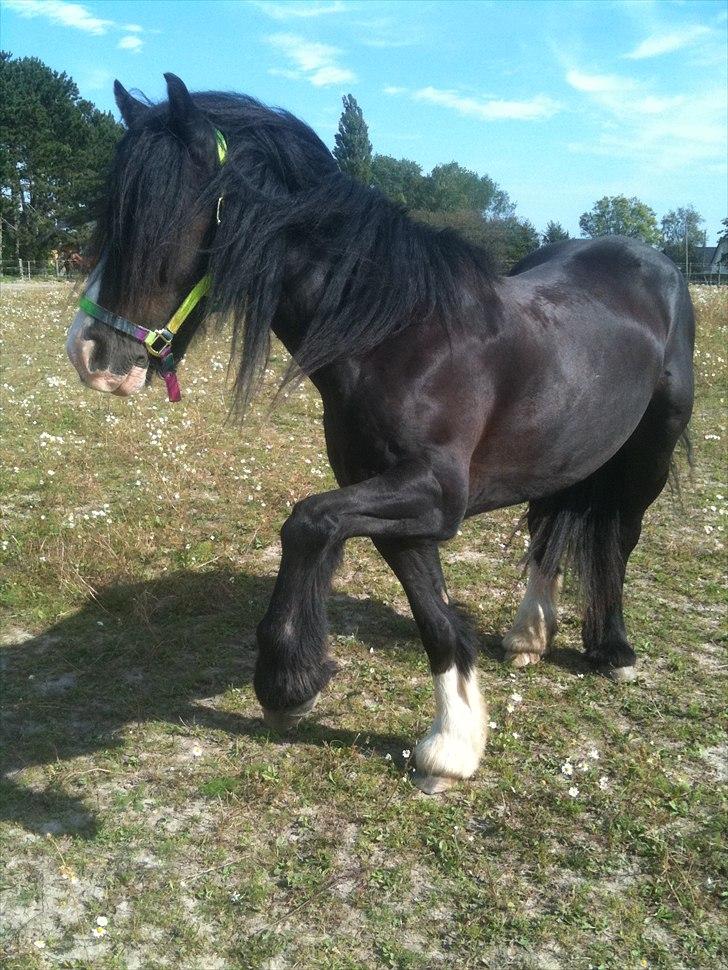 Tinker Lille Per ( gamlePart) - Se !! se !! - jeg kan gi hov !! billede 11