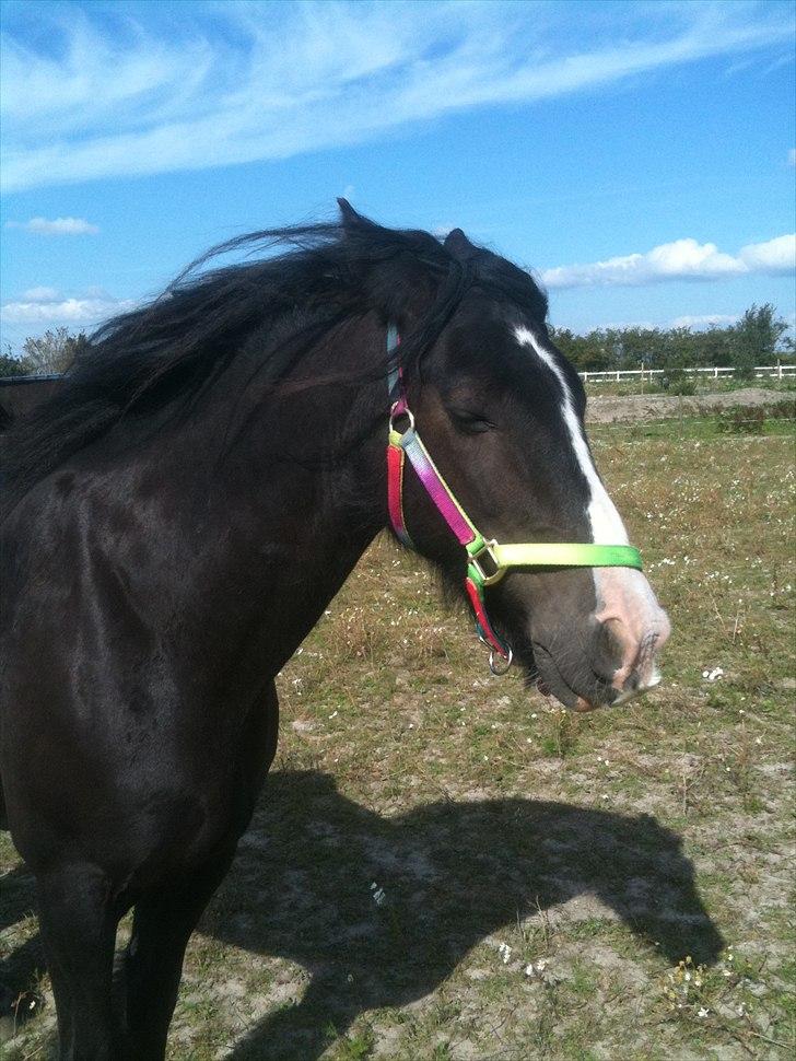 Tinker Lille Per ( gamlePart) - Yes.. det blæser bare derud af ;) billede 14