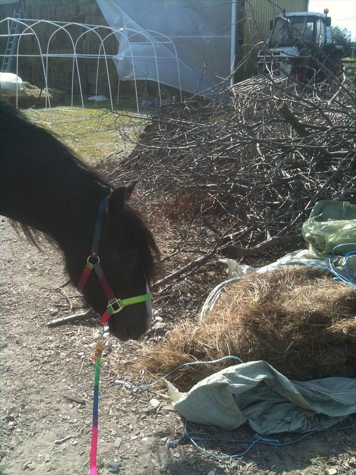 Tinker Lille Per ( gamlePart) - Bye .. :D billede 15