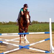 Hollandsk Sportspony Cairo