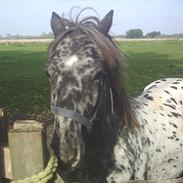 Knabstrupper BÆK`S OZZY