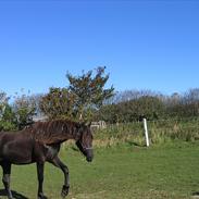 Barockpferd shamiek/wilhelmine JR