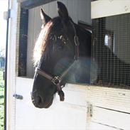 Barockpferd shamiek/wilhelmine JR