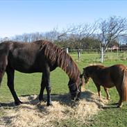 Barockpferd shamiek/wilhelmine JR