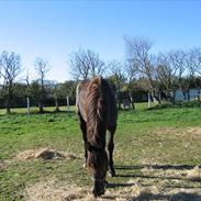 Barockpferd shamiek/wilhelmine JR