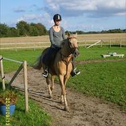 Anden særlig race Rain