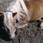 Haflinger Gorm