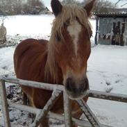 Haflinger Gorm