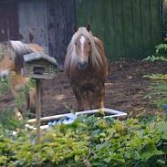 Haflinger Gorm