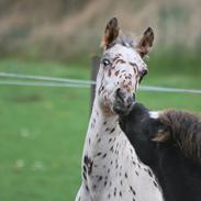 Knabstrupper Connect