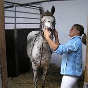 Knabstrupper Connect