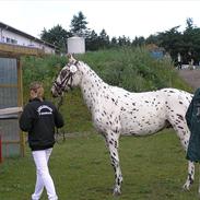 Knabstrupper Connect