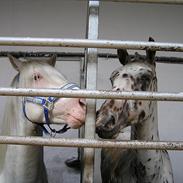 Knabstrupper Connect