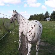 Knabstrupper Connect